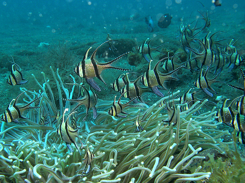 Scuba Diving in the Gili Islands 2 Scuba Diving in Indonesia