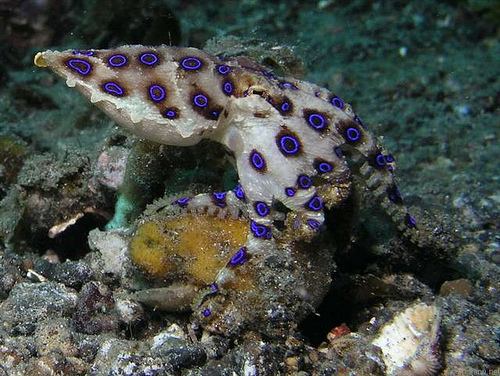 Scuba Diving in the Gili Islands 3 Blue Ringed Octopus