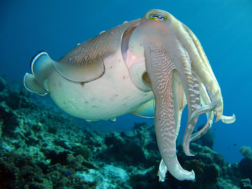 Scuba Diving in the Gili Islands 4 Scuba Diving in Indonesia