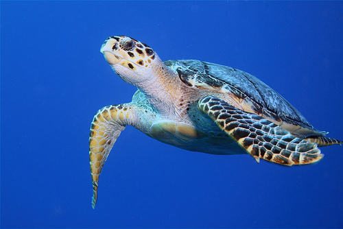 Scuba Diving in Cozumel 1 Cozumel Diving