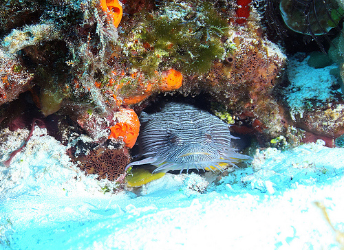 Scuba Diving in Cozumel 3